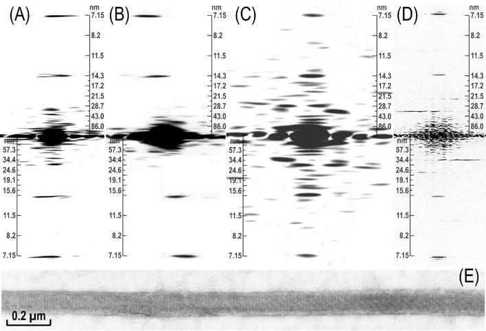 Myosin assembly of smooth muscle: from ribbons and side polarity to a row polar helical model.