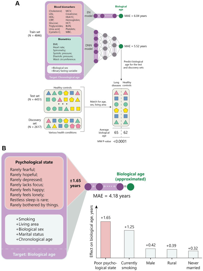 Psychological factors substantially contribute to biological aging: evidence from the aging rate in Chinese older adults.