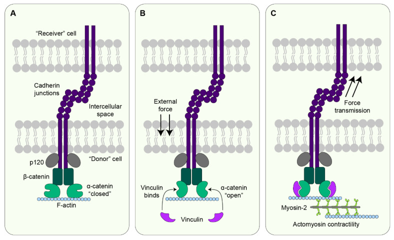 Sculpting an Embryo: The Interplay between Mechanical Force and Cell Division.