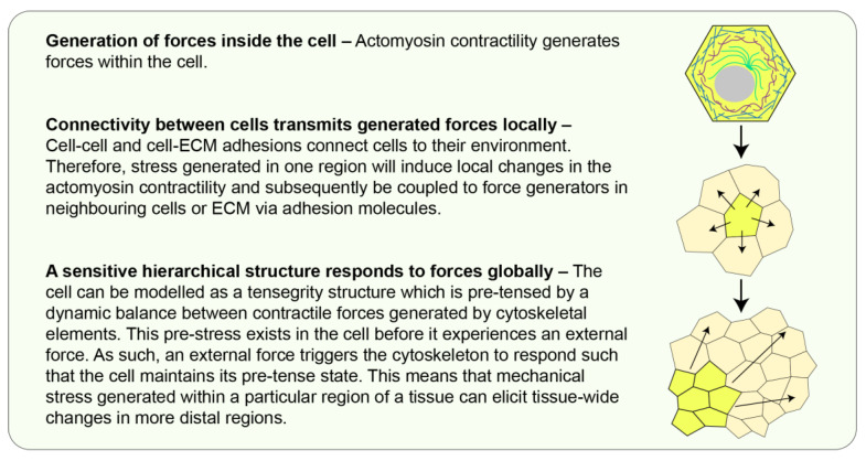 Sculpting an Embryo: The Interplay between Mechanical Force and Cell Division.