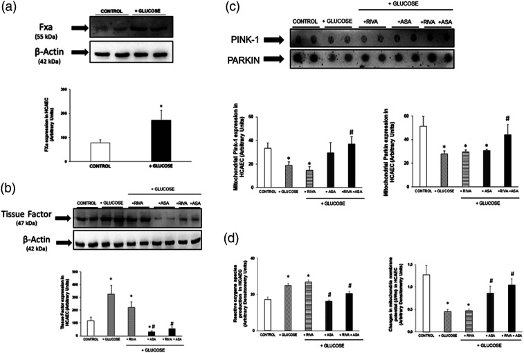 Mitochondrial mitophagy protection combining rivaroxaban and aspirin in high glucose-exposed human coronary artery endothelial cell. An in vitro study.
