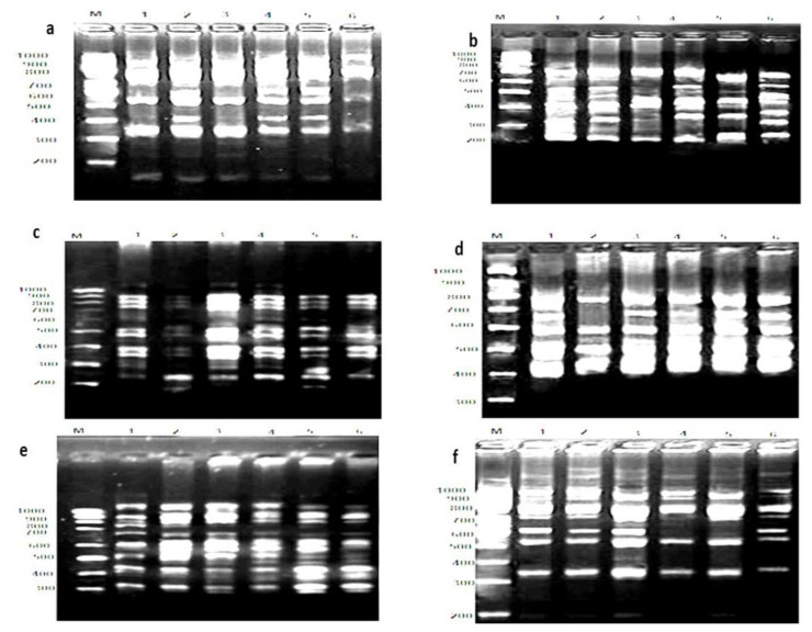 Use of DNA adduct and histopathological defects as indications for bio-persistence potency of zinc oxide nanoparticles in gastropod, Monacha cartusiana (Mǜller) after short-term exposure.