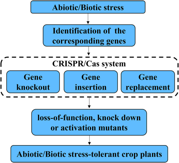 CRISPR/Cas genome editing improves abiotic and biotic stress tolerance of crops.