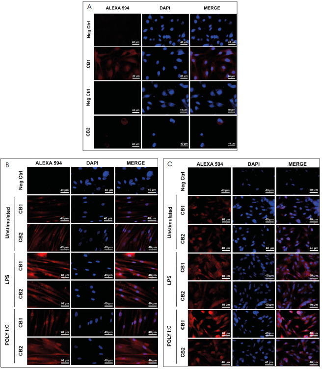 Immune challenges upregulate the expression of cannabinoid receptors in cultured human odontoblasts and gingival fibroblasts.