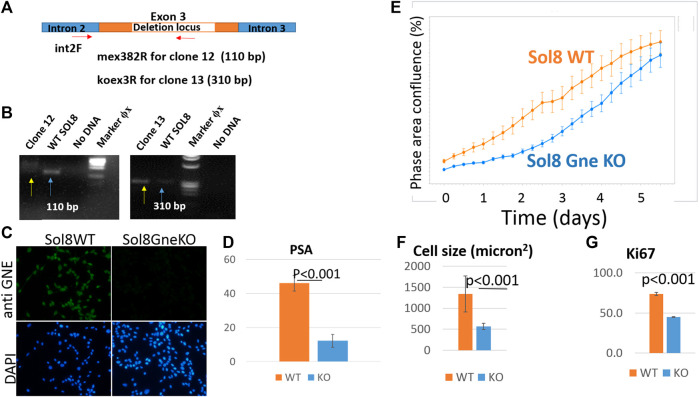 <i>In vivo</i> and <i>in vitro</i> genome editing to explore GNE functions.