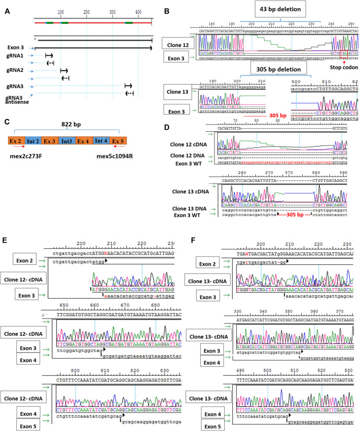 <i>In vivo</i> and <i>in vitro</i> genome editing to explore GNE functions.