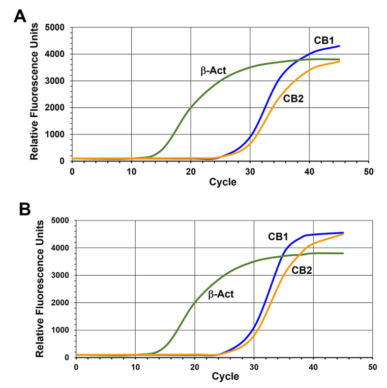 Immune challenges upregulate the expression of cannabinoid receptors in cultured human odontoblasts and gingival fibroblasts.