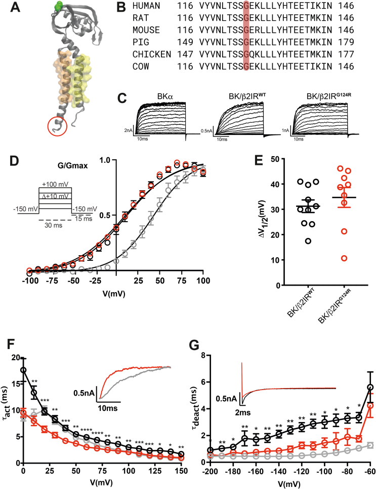 Effect of an autism-associated KCNMB2 variant, G124R, on BK channel properties