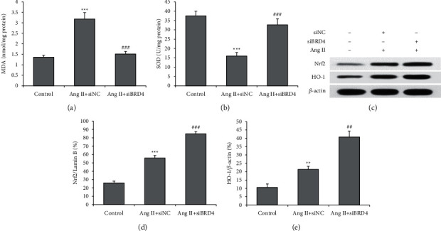 BRD4 Silencing Protects Angiotensin II-Induced Cardiac Hypertrophy by Inhibiting TLR4/NF-<i>κ</i>B and Activating Nrf2-HO-1 Pathways.