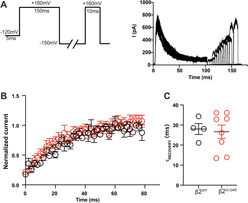 Effect of an autism-associated KCNMB2 variant, G124R, on BK channel properties