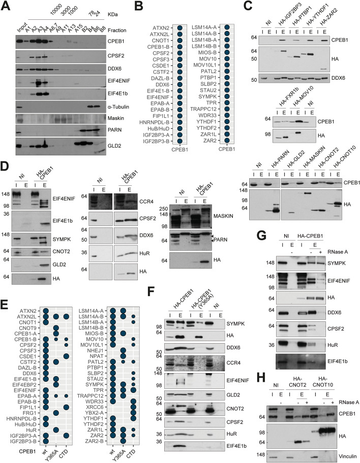 Comparative analyses of vertebrate CPEB proteins define two subfamilies with coordinated yet distinct functions in post-transcriptional gene regulation.