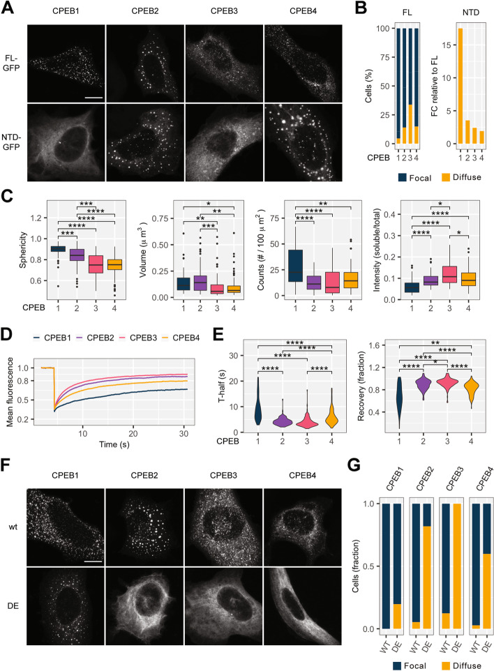 Comparative analyses of vertebrate CPEB proteins define two subfamilies with coordinated yet distinct functions in post-transcriptional gene regulation.