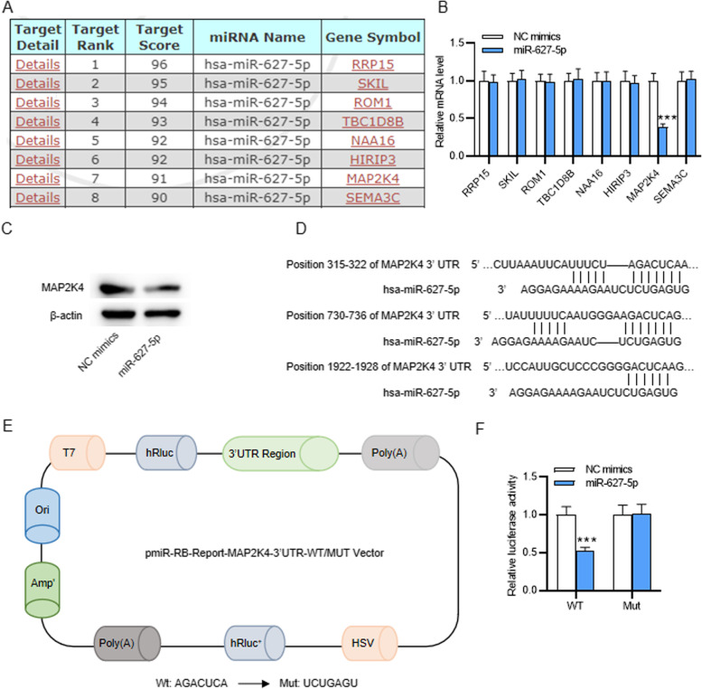 MicroRNA miR-627-5p restrains pulmonary artery smooth muscle cell dysfunction by targeting MAP 2 K4 and PI3K/AKT signaling.