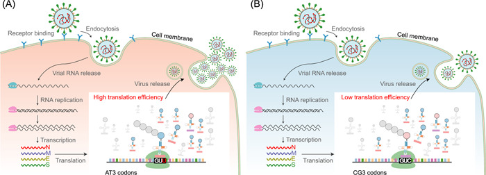 Massive-scale genomic analysis reveals SARS-CoV-2 mutation characteristics and evolutionary trends.