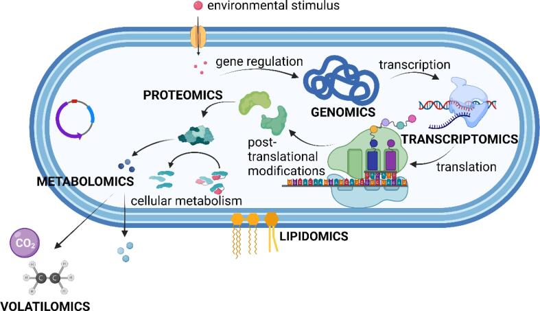 Molecular phenotyping approaches for the detection and monitoring of carbapenem-resistant Enterobacteriaceae by mass spectrometry