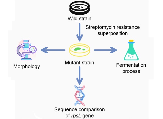 Breeding of High Daptomycin-Producing Strain by Streptomycin Resistance Superposition.