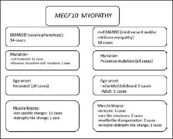 Congenital myopathy associated with a novel mutation in <i>MEGF10</i> gene, myofibrillar alteration and progressive course.