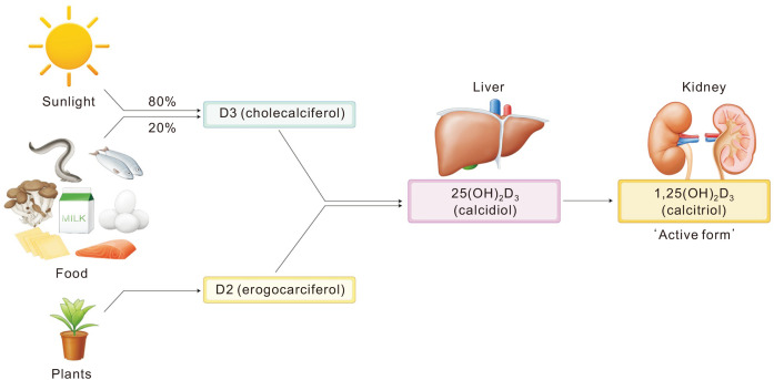 Vitamin D and Colorectal Cancer: Current Perspectives and Future Directions.