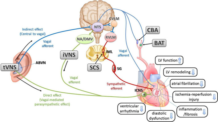 The plasticity of cardiac sympathetic nerves and its clinical implication in cardiovascular disease.