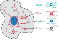 Evolution of factors shaping the endoplasmic reticulum.