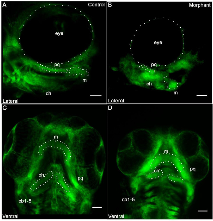 The Shape of the Jaw-Zebrafish Col11a1a Regulates Meckel's Cartilage Morphogenesis and Mineralization.