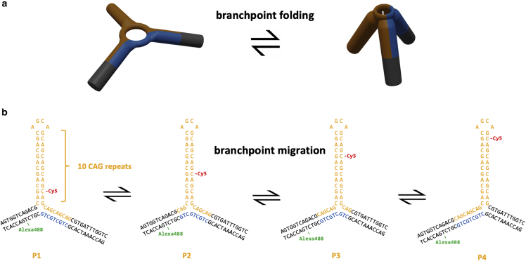 Heterogeneous migration routes of DNA triplet repeat slip-outs.