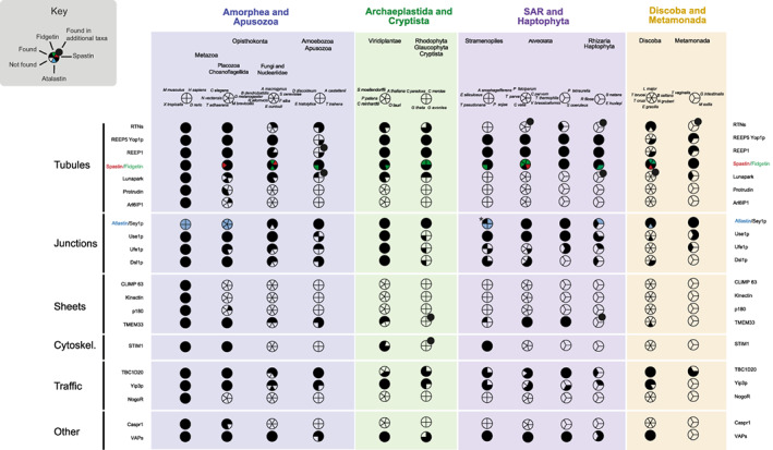 Evolution of factors shaping the endoplasmic reticulum.