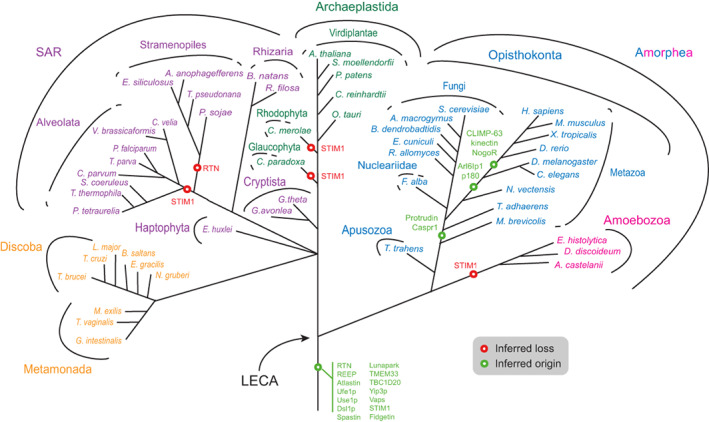 Evolution of factors shaping the endoplasmic reticulum.