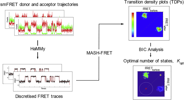 Heterogeneous migration routes of DNA triplet repeat slip-outs.