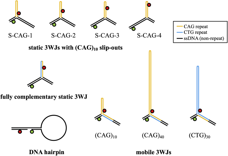 Heterogeneous migration routes of DNA triplet repeat slip-outs.