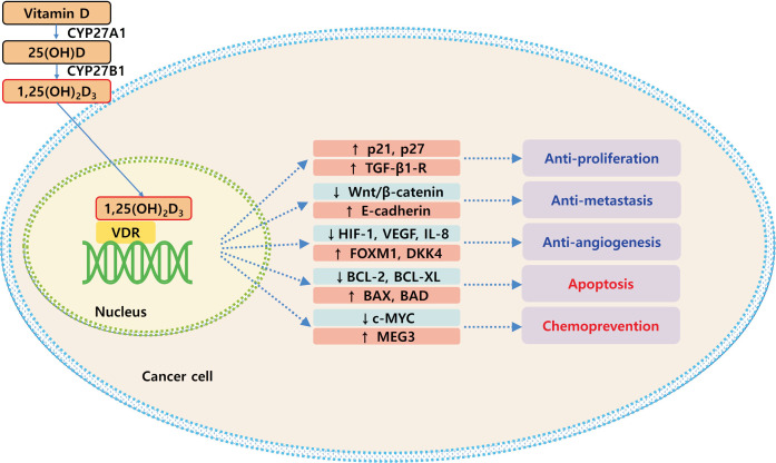 Vitamin D and Colorectal Cancer: Current Perspectives and Future Directions.