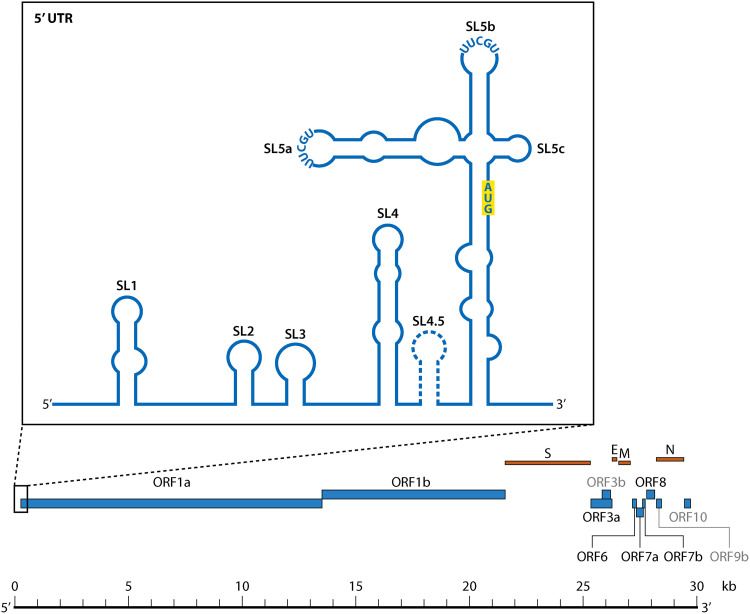 Lessons Learned and Yet-to-Be Learned on the Importance of RNA Structure in SARS-CoV-2 Replication.