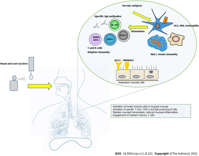 Mucosal COVID-19 vaccines: Risks, benefits and control of the pandemic.