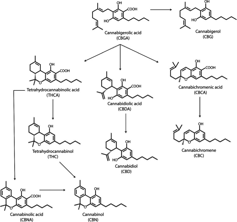 Semi-quantitative analysis of cannabinoids in hemp (Cannabis sativa L.) using gas chromatography coupled to mass spectrometry.