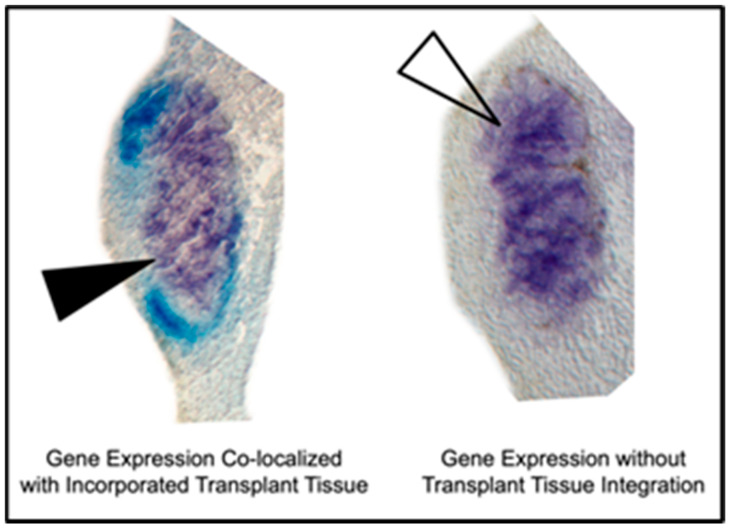 Tissue Rotation of the <i>Xenopus</i> Anterior-Posterior Neural Axis Reveals Profound but Transient Plasticity at the Mid-Gastrula Stage.