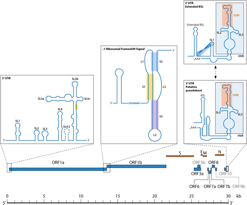 Lessons Learned and Yet-to-Be Learned on the Importance of RNA Structure in SARS-CoV-2 Replication.