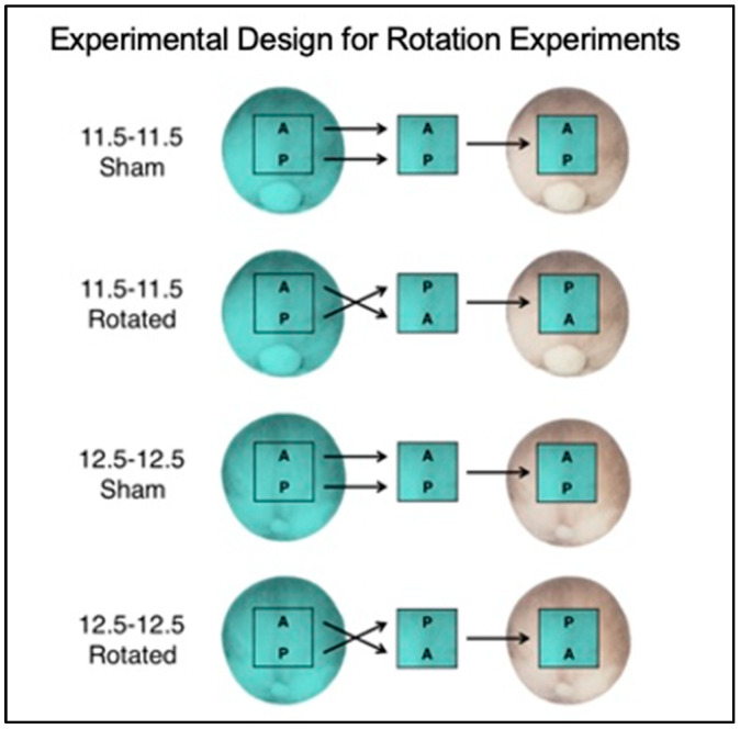 Tissue Rotation of the <i>Xenopus</i> Anterior-Posterior Neural Axis Reveals Profound but Transient Plasticity at the Mid-Gastrula Stage.