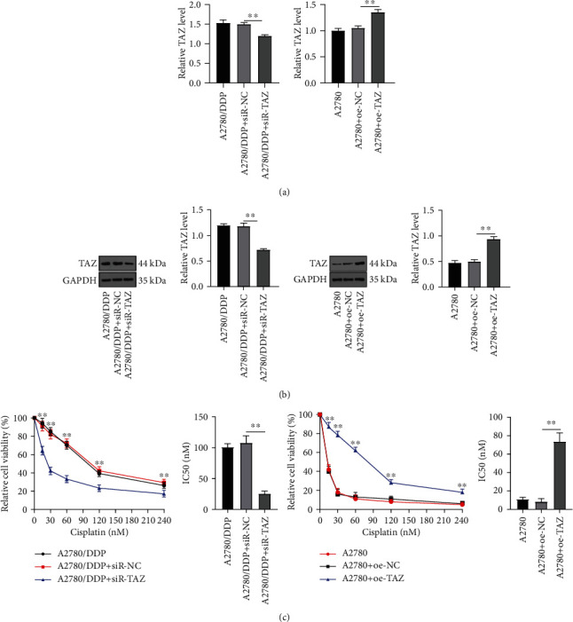 TAZ Regulates the Cisplatin Resistance of Epithelial Ovarian Cancer Cells via the ANGPTL4/SOX2 Axis.