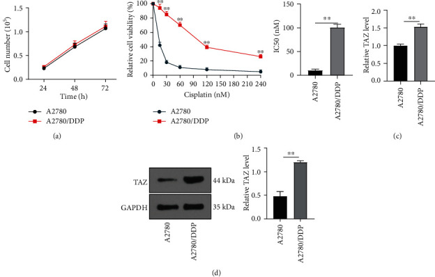 TAZ Regulates the Cisplatin Resistance of Epithelial Ovarian Cancer Cells via the ANGPTL4/SOX2 Axis.