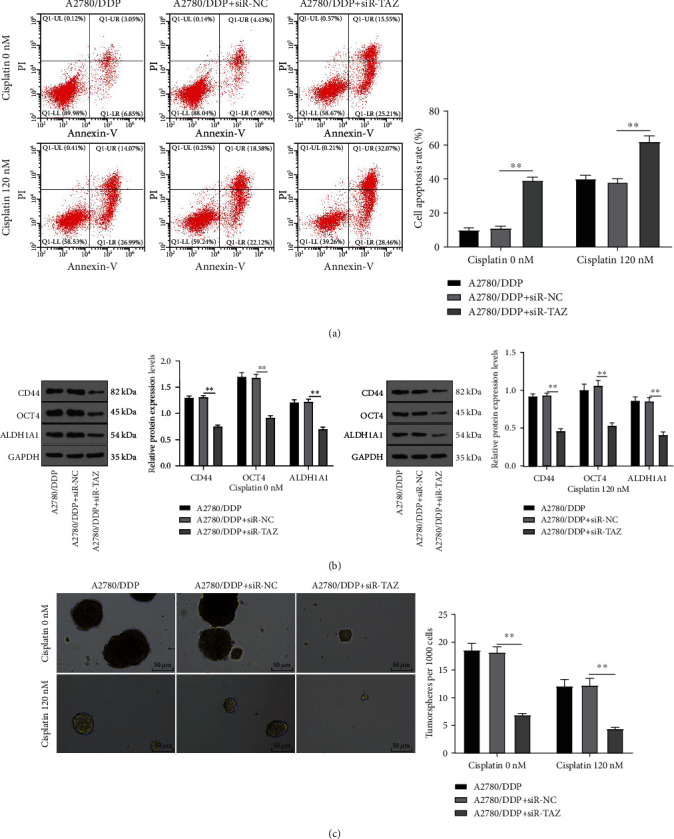 TAZ Regulates the Cisplatin Resistance of Epithelial Ovarian Cancer Cells via the ANGPTL4/SOX2 Axis.