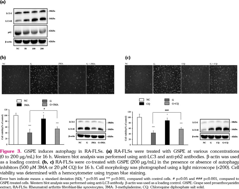 Grape seed proanthocyanidin extract induces apoptotic and autophagic cell death in rheumatoid arthritis fibroblast-like synoviocytes.