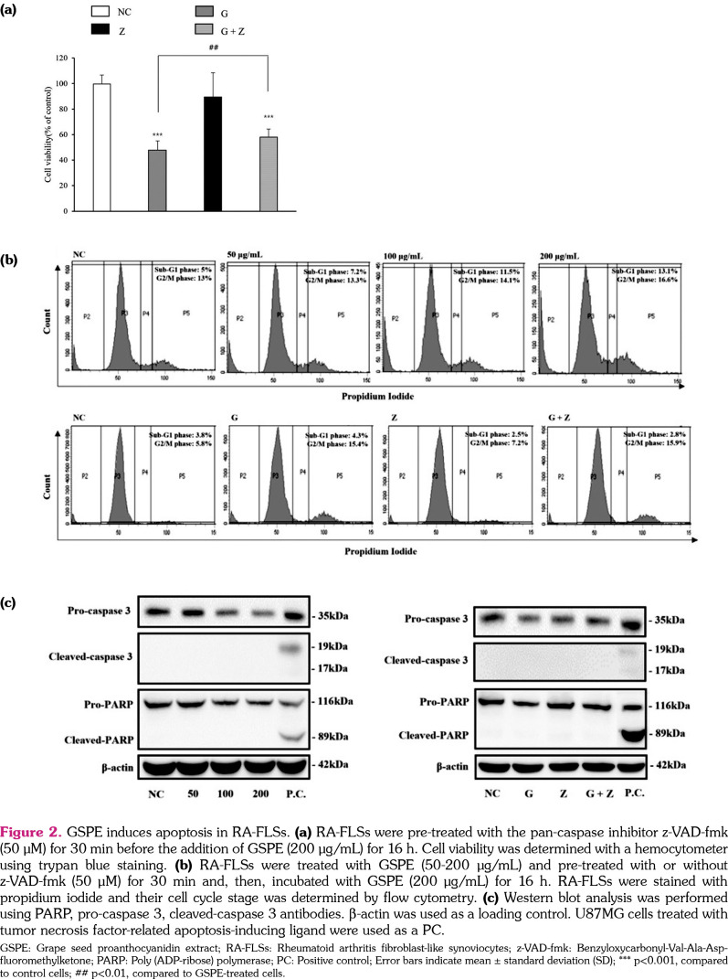 Grape seed proanthocyanidin extract induces apoptotic and autophagic cell death in rheumatoid arthritis fibroblast-like synoviocytes.