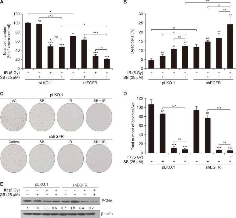 Silibinin Radiosensitizes EGF Receptor-knockdown Prostate Cancer Cells by Attenuating DNA Repair Pathways.