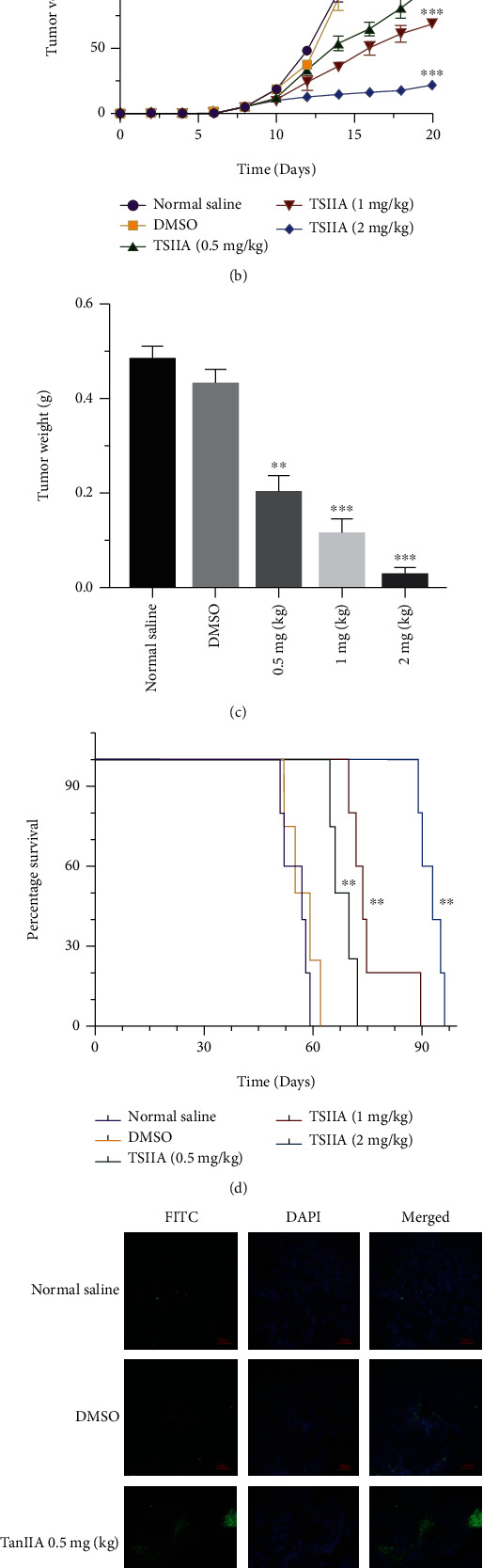 Transgelin-2 Involves in the Apoptosis of Colorectal Cancer Cells Induced by Tanshinone-IIA.