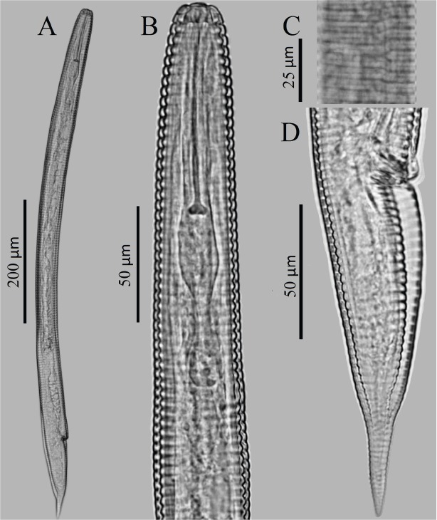 First Report of <i>Hemicycliophora Conida</i> from Russia.