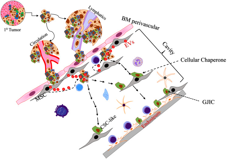 Leveraging the scientific findings to develop therapeutic strategies for dormant breast cancer cells.