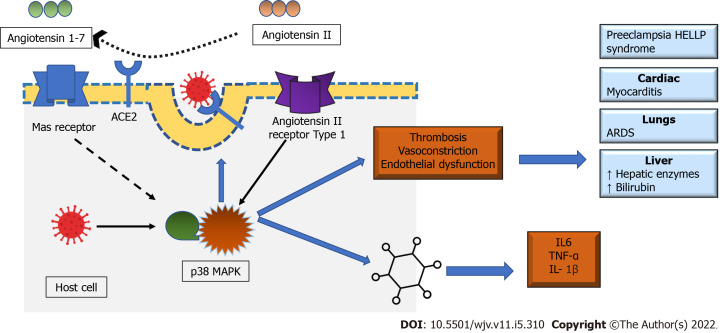 COVID-19 and hemolysis, elevated liver enzymes and thrombocytopenia syndrome in pregnant women - association or causation?