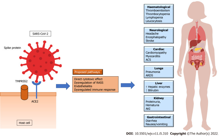 COVID-19 and hemolysis, elevated liver enzymes and thrombocytopenia syndrome in pregnant women - association or causation?