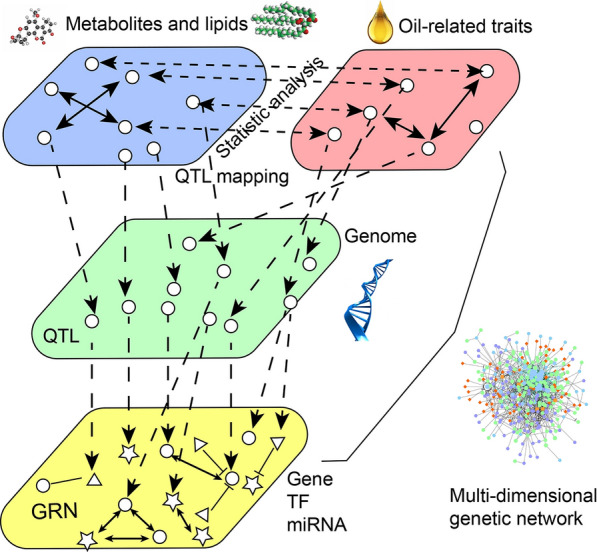 4D genetic networks reveal the genetic basis of metabolites and seed oil-related traits in 398 soybean RILs.