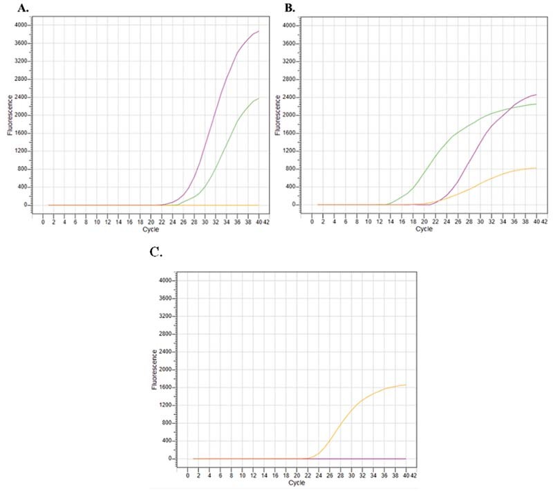 Designing In-House SARS-CoV-2 RT-qPCR Assay for Variant of Concerns.